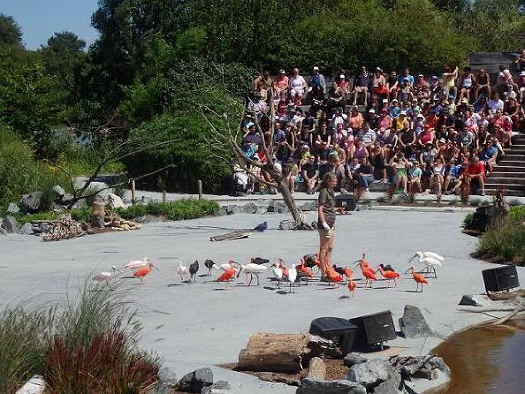 101PARC AUX OISEAUX DANS L AIN 2016 3_000047.jpg